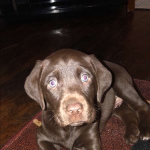 Meet your Posher, Robert